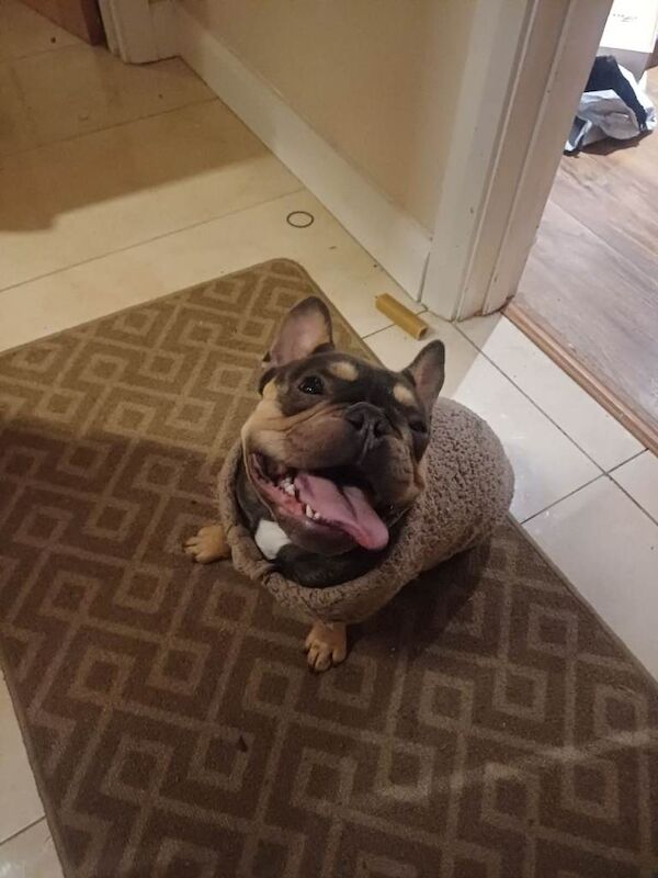 French bulldog/ female frenchie - Image 2 of 5