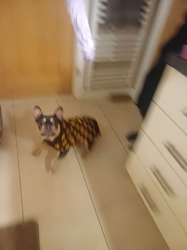 French bulldog/ female frenchie - Image 3 of 5