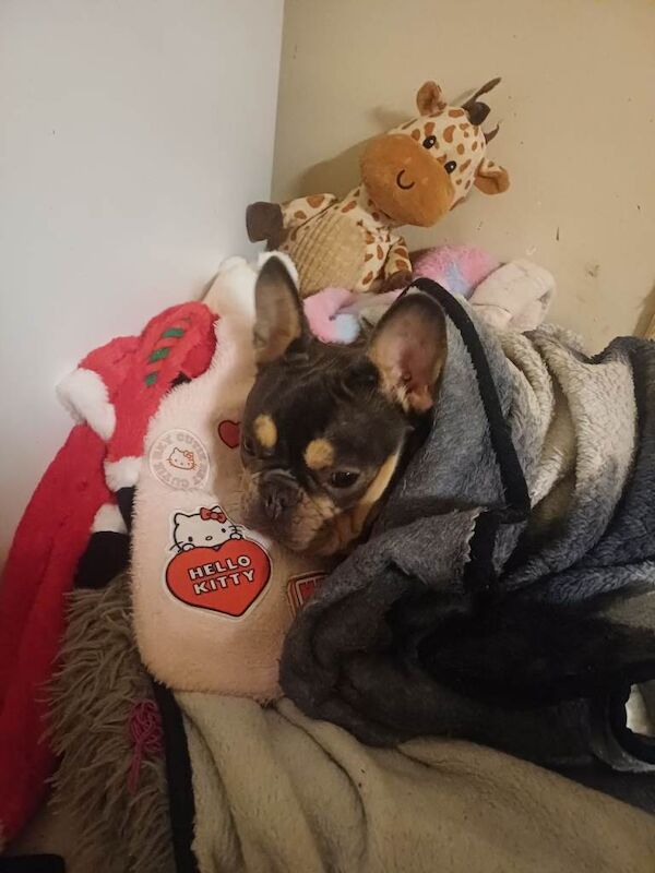 French bulldog/ female frenchie - Image 4 of 5