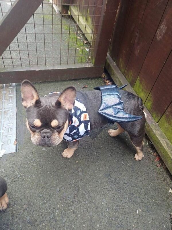 French bulldog/ female frenchie - Image 5 of 5