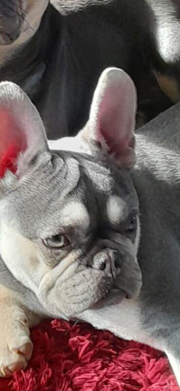 Frenchie Puppies For Sale