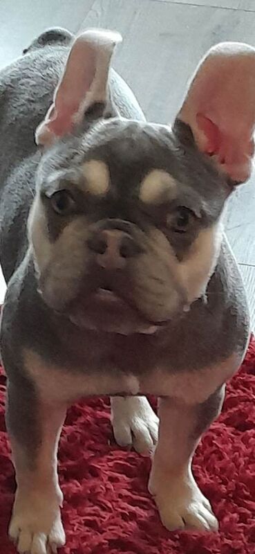 French bulldog female lilac and tan 2 half - Image 2 of 3
