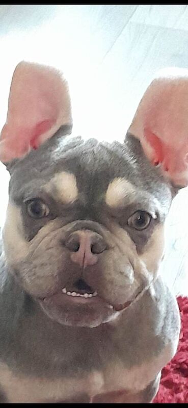 French bulldog female lilac and tan 2 half - Image 3 of 3