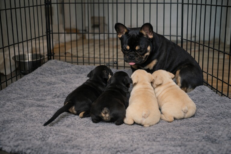 French Bulldog puppies for sale in Sheldon, West Midlands – 10 weeks old