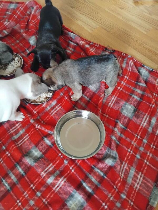 French bulldog female puppies