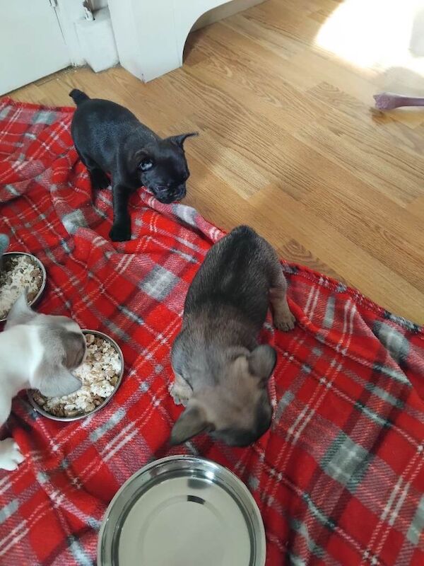 French bulldog female puppies - Image 2 of 3