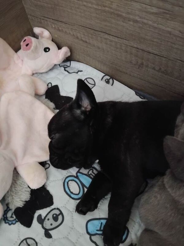 French bulldog female puppies - Image 3 of 3