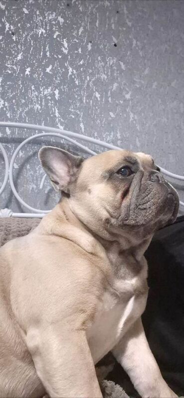 Frenchie Puppies For Sale