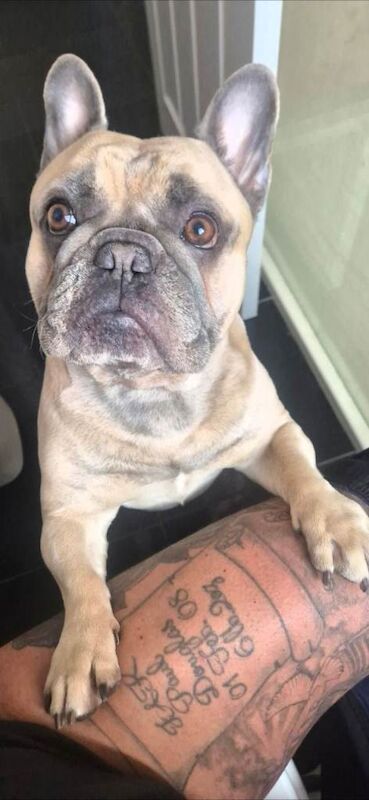 French Bulldog for new forever home - Image 2 of 5