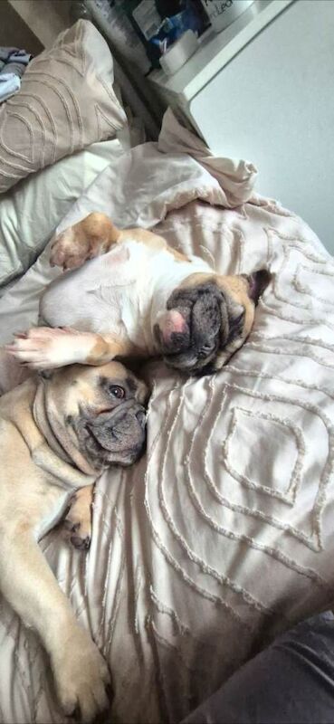 French Bulldog for new forever home - Image 3 of 5