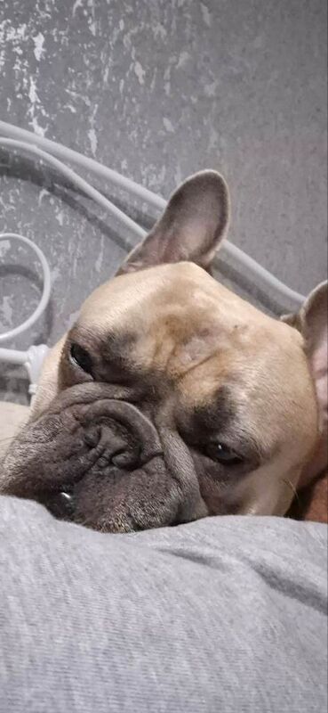 French Bulldog for new forever home - Image 4 of 5