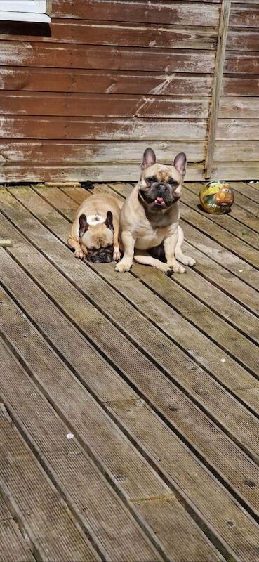 French Bulldog for new forever home - Image 5 of 5