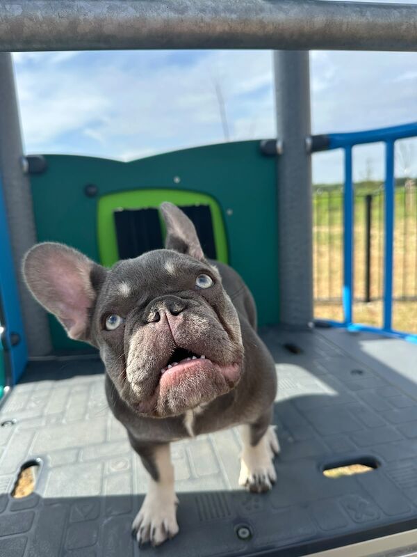 French bulldog for rehome
