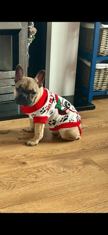 French bulldog for rehoming - Image 2 of 2