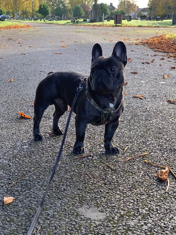 French bulldog for sale in Tooting, Greater London