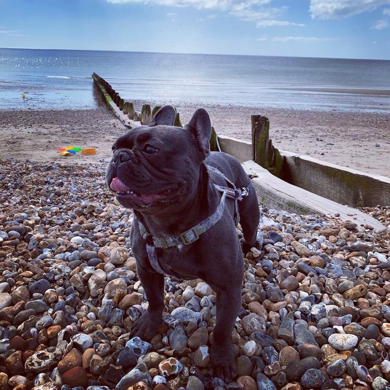 French bulldog for sale in Tooting, Greater London | Image 2