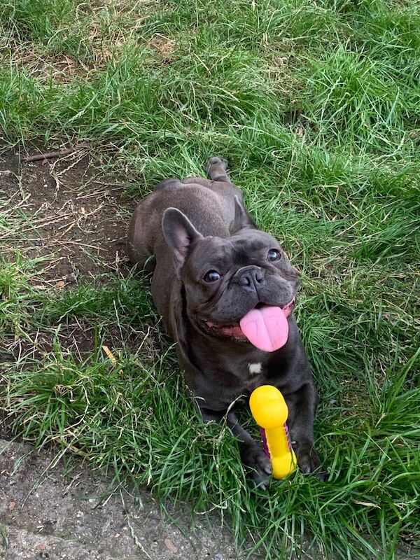 French bulldog for sale in Tooting, Greater London | Image 3