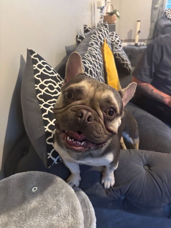 French Bulldog for sale in Keady, County Armagh