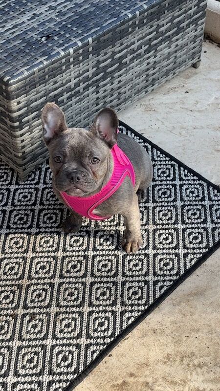 French bulldog for sale in Heanor, Derbyshire | Image 2