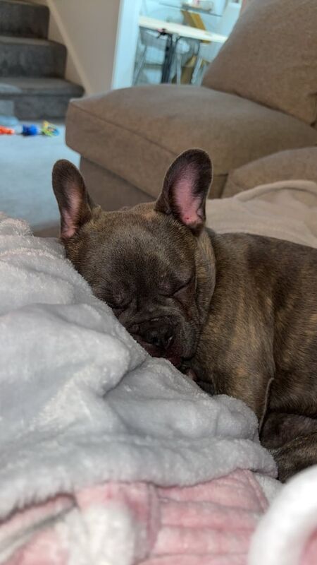 French bulldog for sale in Heanor, Derbyshire | Image 3