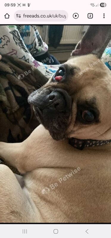 French Bulldog puppies for sale in Swansea / Abertawe, West Glamorgan – 7 years old - Image 3 of 3