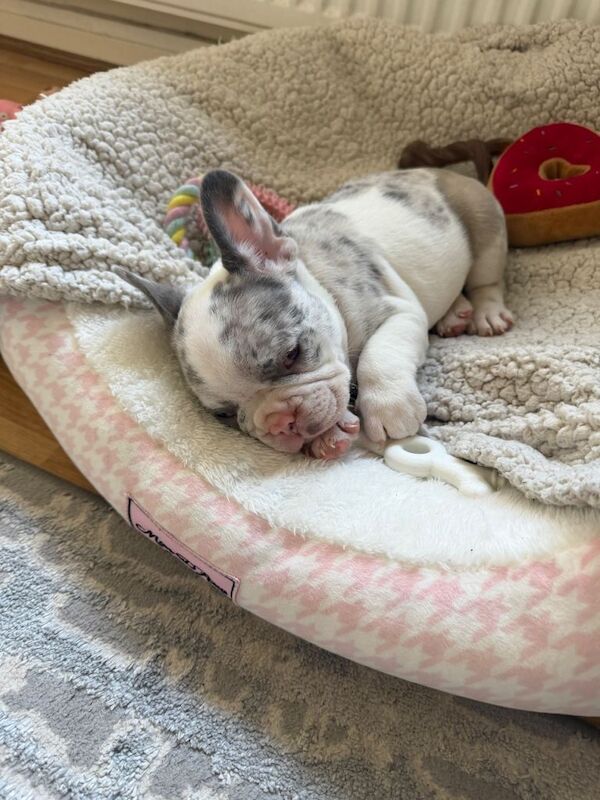 French bulldog for sale - Image 3 of 4