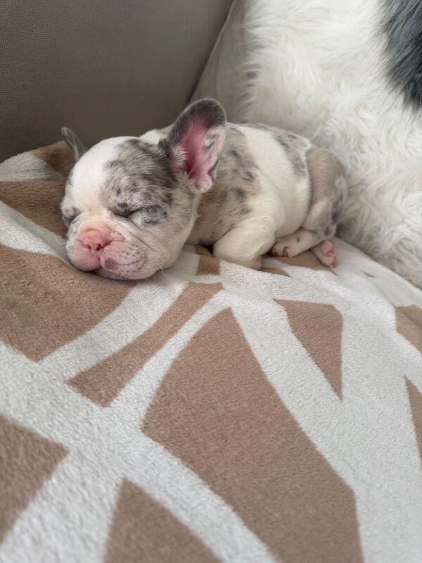 French bulldog for sale - Image 4 of 4