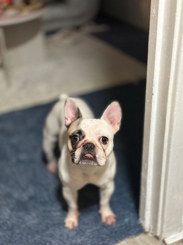 French Bulldog for sale