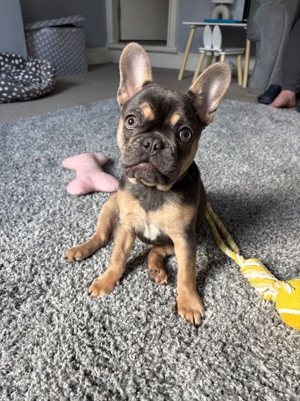 Frenchie Puppies For Sale