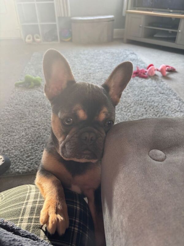 French bulldog for sale - Image 2 of 3