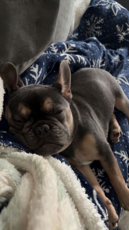 French bulldog for sale - Image 3 of 3