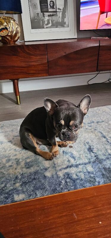 French Bulldog puppies for sale in Warwick, Warwickshire – KC registered, 3 months old