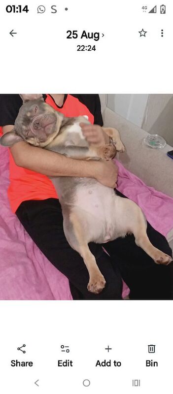French bulldog for sale female - Image 2 of 3