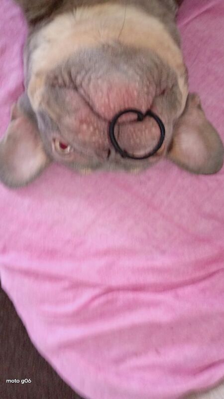 French bulldog for sale female - Image 3 of 3