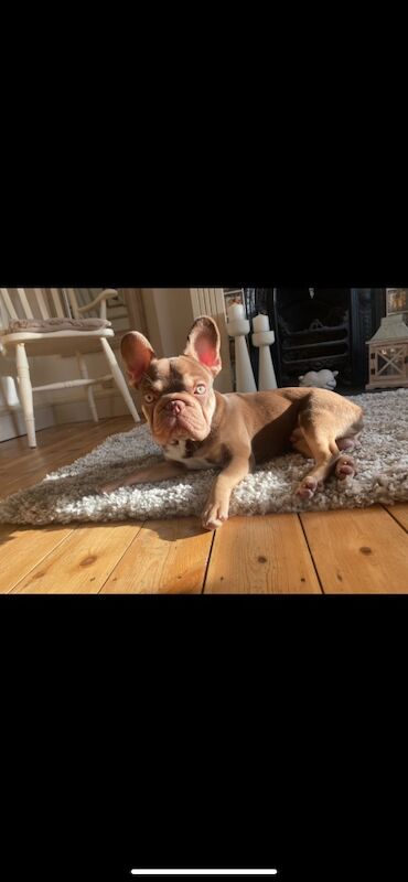 French Bulldog for Stud Kc Registered for sale in Street, somerset