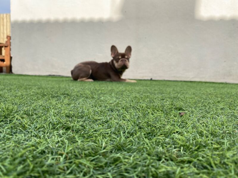 French Bulldog KC registered for stud 2 years old - Image 2 of 4
