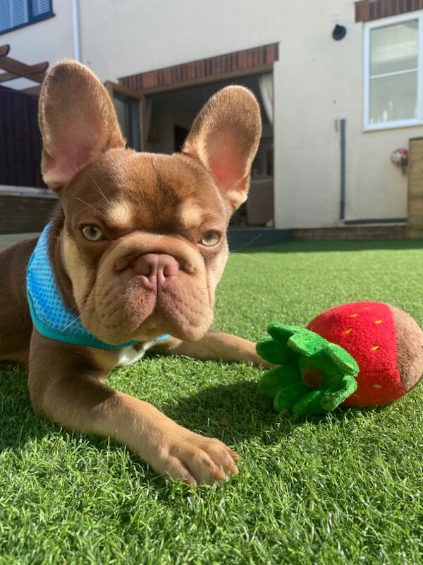 French Bulldog KC registered for stud 2 years old - Image 3 of 4