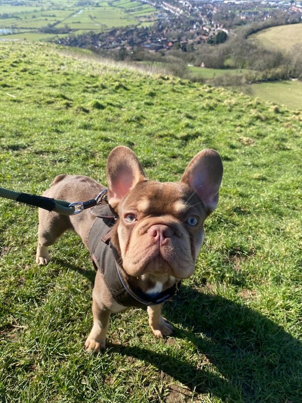 French Bulldog KC registered for stud 2 years old - Image 4 of 4