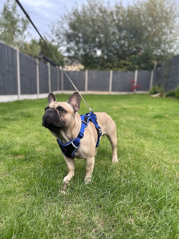 French Bulldog stud dog for stud in Northampton, Northamptonshire – KC registered, 3 years old - Image 2 of 3