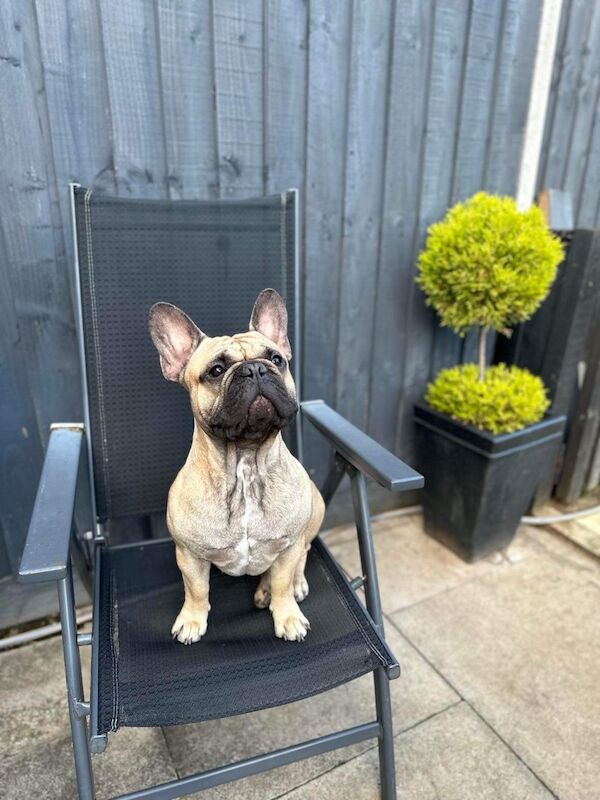 French Bulldog stud dog for stud in Northampton, Northamptonshire – KC registered, 3 years old - Image 3 of 3