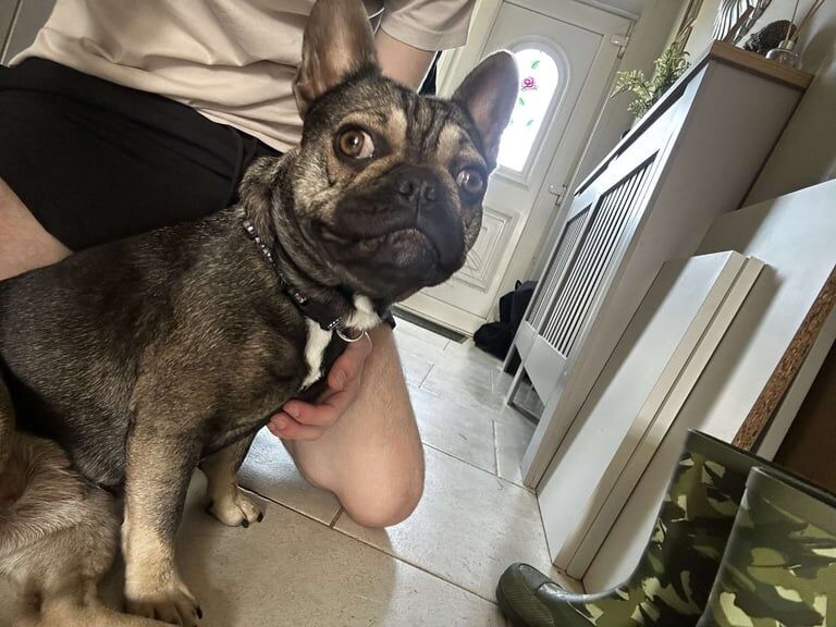 French bulldog (Frenchie) for sale in Enniskillen, County Fermanagh