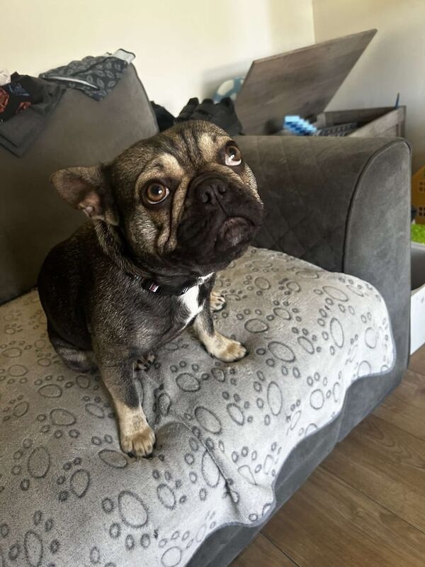 French bulldog (Frenchie) - Image 3 of 3