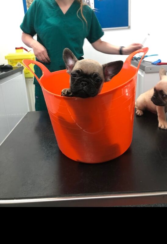 French Bulldog puppies for sale in Blackley, Greater Manchester – 8 weeks old