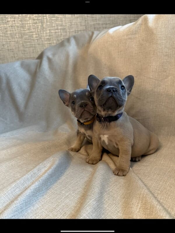 French Bulldog puppies for sale in Aberdare / Aberdâr, Mid Glamorgan – KC registered, 9 weeks old