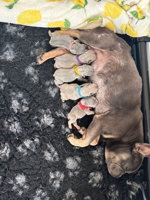 French Bulldog puppies for sale in Aberdare / Aberdâr, Mid Glamorgan – KC registered, 10 weeks old - Image 2 of 3