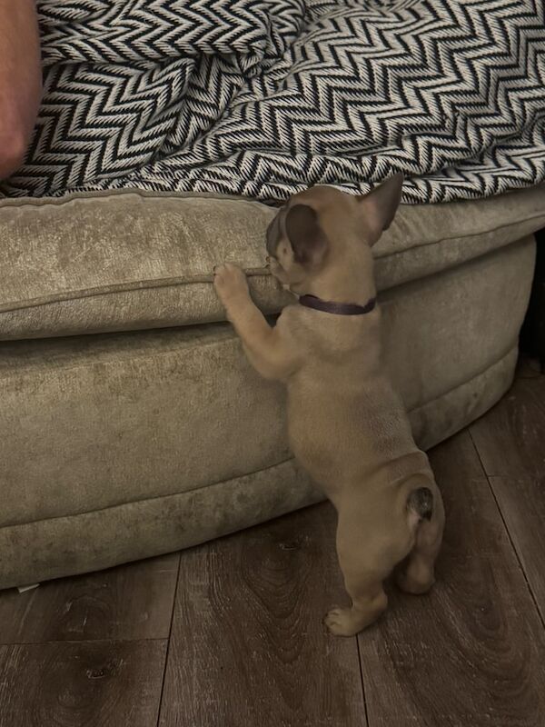 French Bulldog puppies for sale in Aberdare / Aberdâr, Mid Glamorgan – KC registered, 10 weeks old - Image 3 of 3