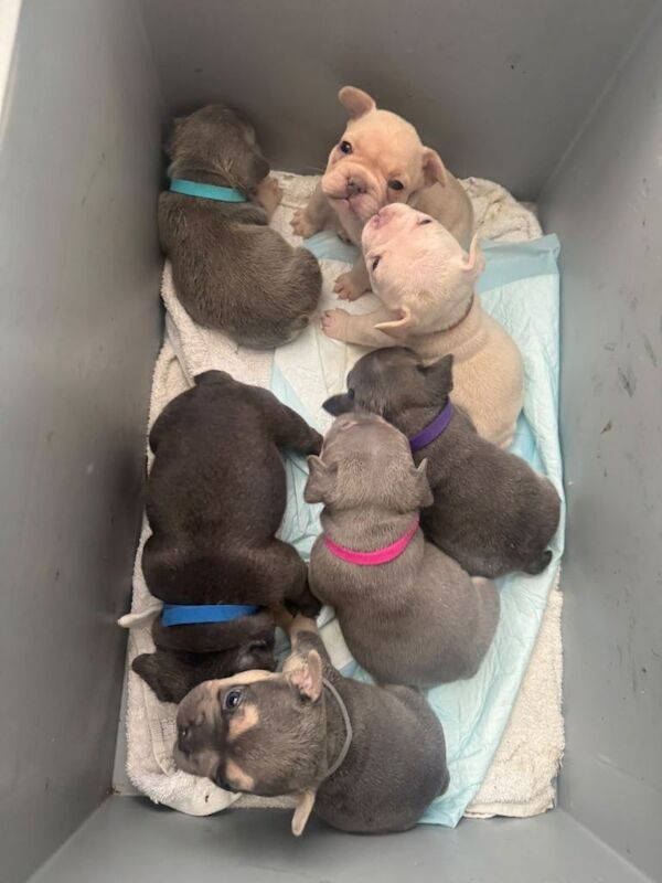 Blue French Bulldog Puppies For Sale