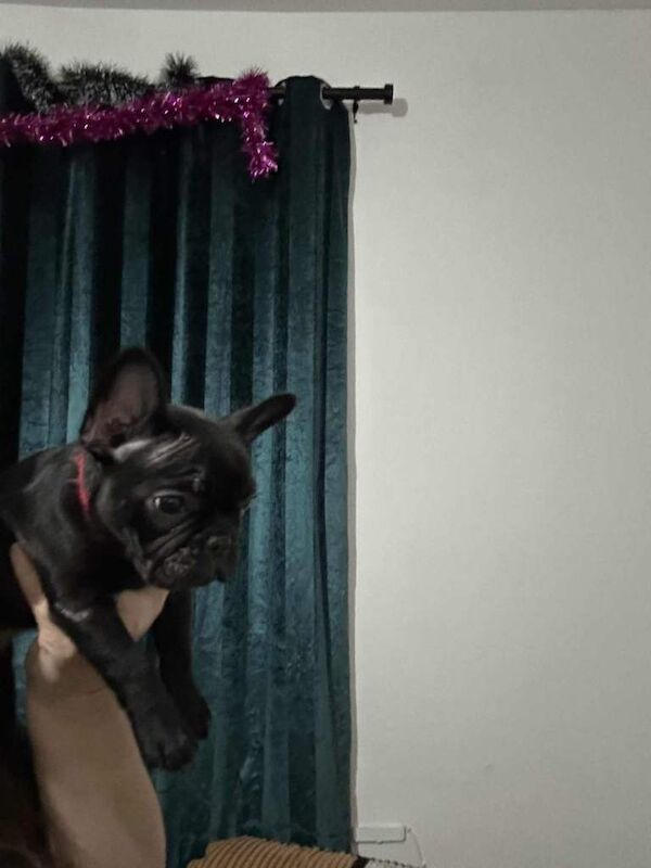 French Bulldog puppies for sale in Tuebrook, Merseyside – 11 weeks old - Image 2 of 3