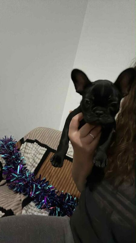 French Bulldog puppies for sale in Tuebrook, Merseyside – 11 weeks old - Image 3 of 3