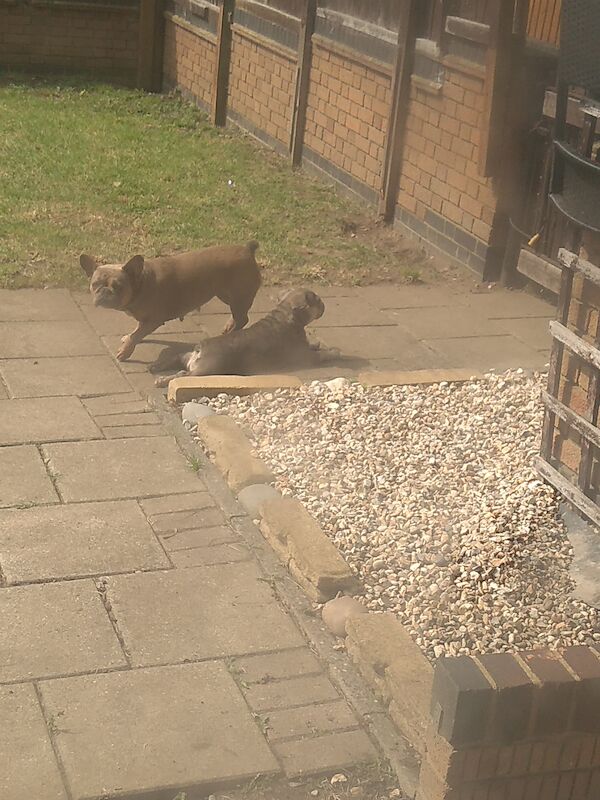 French Bulldog puppies for sale in South Ockendon, Essex – 16 years old - Image 4 of 7